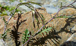 Fiederrauke / Murbeckiella pinnatifida /    Lac de Fenêtre 27.8.2020