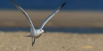 Korallenmöwe / Audouin's Gull