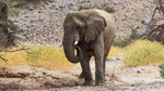 Afrikanischer Elefant