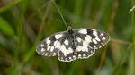 Schachbrettfalter