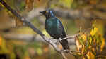 Rotschulterglanzstar / Cape glossy Starling