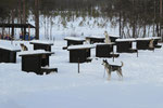 Unterwegs eine Farm mit Huskys