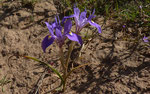 041-Moraea sisyrinchium   Mittags-Schwertlilie