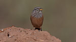 Hausammer - House Bunting