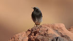 Hausrotschwanz - Black Redstart