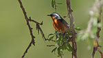 Diademrotschwanz - Moussier's Redstart