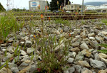 Stinkender Pippau / Crepis foetida / Les Essertons bei Aigle 25.7.2021