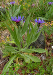 62 und 63 : Trionfettis Flockenblume / Centaurea triumfettii /   Raaft  Ausserberg  6.6.2020