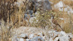 Benguela Langschnabel Lerche / Benguela Long-billed Lark / Certhilauda benguelensis