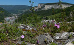 Grenobler Nelke / Dianthus gratianopolitanus,  am Schlundeingang bärtig /   Ravellenflue 7.5.2020