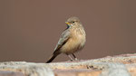 Steinlerche - Desert Lark