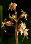 Kleines Zweiblatt / Listera cordata /   Gasterntal 4.7.2020