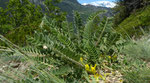 14 : Stängelloser Tragant / Astragalus exscapus /  Chastolegga  9.5.2020