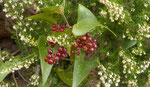 Stechwinde / Smilax aspera  mit Baumheide