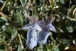 066-Teucrium fruticans  Strauchiger Gamander