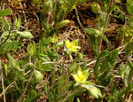 Weidenblättriges Sonnenröschen / Helianthemum salicifolium /  Branson VS 21.4.2022