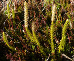 Einähriger Keulen-Bärlapp / Lycopodium clavatum subsp. monostachyon, syn.Lycopodium lagopus / Simplonpass 27.10.2021