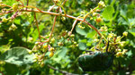 Perückenstrauch / Cotinus coggycria / Felsensteppe Blatte 10.6.2021