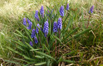 Kleine Traubenhyazinthe / Muscari botryoides / Längenbühl 21.3.2021