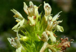 Gelbe Betonie / Stachys alopecuros /   Chilchbalm Sefinental 27.7.2020