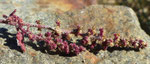 Drüsiger Gänsefuss / Chenopodium botrys / Visp 8.11.2021