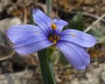 Blumensimse / Sisyrinchium montanum /  Thuner Allmend 20.4.2020