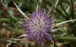 084- Centaurea calcitrapa  Sternflockenblume 