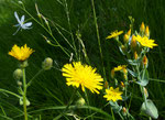 146 : Glattes Habichtskraut / Hieracium laevigatum, Durchwachsener Bitterling / Blackstonia perfoliata  und Astlose Graslilie /    Vallon de l`Allondon  10.7.2020