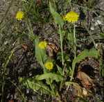  Borstiger Pippau / Crepis setosa /  Russin 10.7.2020