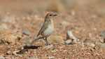 Fahlbürzelsteinschmätzer - Red - rumped Wheatear