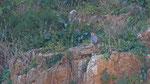 Wüstenfalke - Barbary Falcon