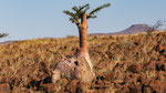 Flaschenbaum Pachypodium Lealli