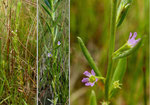 Ysopblätteriger Weiderich / Lythrum hyssopifolia