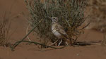 Wüstenläuferlerche - Hoopoe Lark