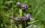 159 : Grossköpfige Färberscharte / Serratula tinctoria ssp.monticola /    Morgins 7.7.2020