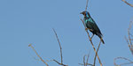 Rotschulter Glanzstar / Cape Glossy Starling