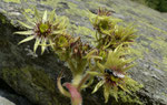 Grossblütige Hauswurz / Sempervivum grandiflorum / Zwischbergen 5.7.2022