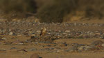 Adlerbussard - Long legged Buzzard