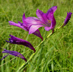 120: Sumpf-Gladiole / Gladiolus palustris ,   Jussy GE 3.7.2020