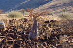 Flaschenbaum Pachypodium Lealli