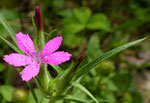 118 : Raue Nelke / Dianthus armeria  /     Jussy GE 3.7.2020