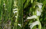 156 : Sommer-Wendelähre / Spiranthes aestivalis /   Petersinsel 14.7.2020