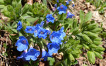 Südalpen-Lungenkraut / Pulmonaria australis, zuletzt azurblau / Monte Caslano 27.3.2019