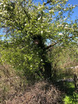 12 Alter Birnbaum mit Nistkasten für Gartenrotschwanz..
