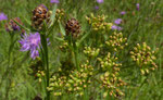 123 : Schmalblättrige Wiesen-Flockenblume / Centaurea jacea ssp. angustifolia  und  Wiesensilge / Silaum silaus /  Jussy GE 3.7.2020