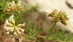 Krautiger Backenklee / Dorycnium herbaceum / Monte San Giorgio, 12.7.2021