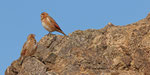 Rotflügelgimpel - Crimson-winged Finch 