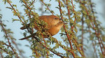 Akaziendrossling - Fulvous Babbler