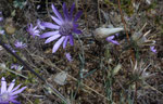 Einjährige Strohblume / Xeranthemum annuum