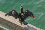 Kronenscharbe auf der Jetty Bridge, Swakopmund